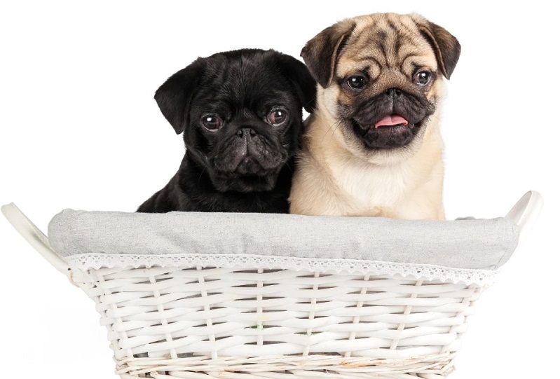 Are you buying a French bull dog? Know how good your decision is