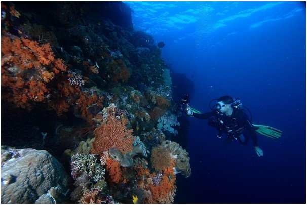 Tomia Wakatobi Island, Heaven for Diving Lovers