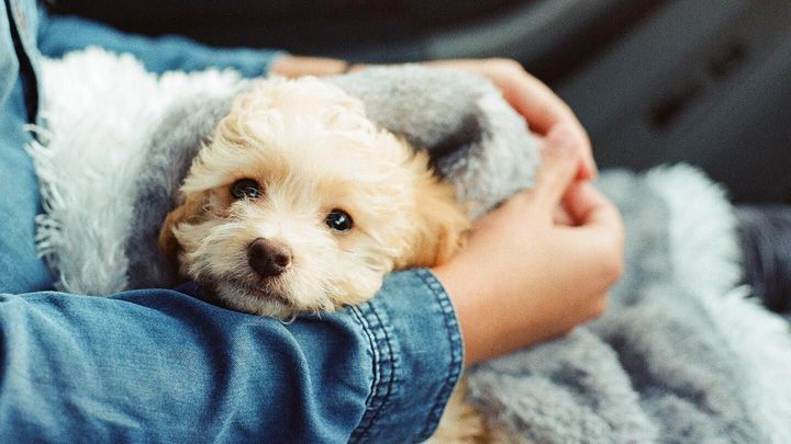 Everything You Need to Know About Hypoallergenic Puppy